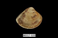 藏品(普通文蛤)的圖片